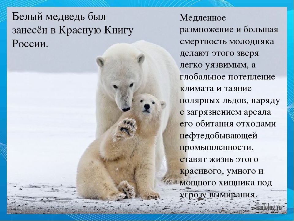 Белые дни в феврале. 27 Февраля Международный день белого медведя. Международный день полярного белого медведя 27 февраля. День белого медведя. Всемирный день белого медведя.